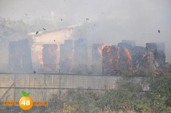 firecartoonsecnd506 (32).JPG